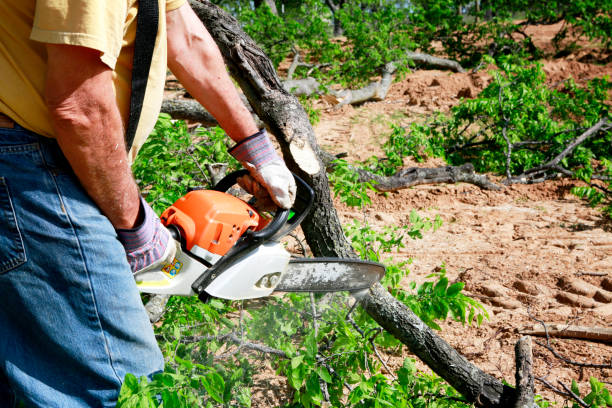 Trusted Beulah, ND Tree Services Experts